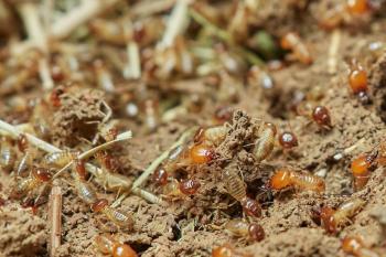 Diagnostic termites - Diagnostic immobilier en Charente Maritime